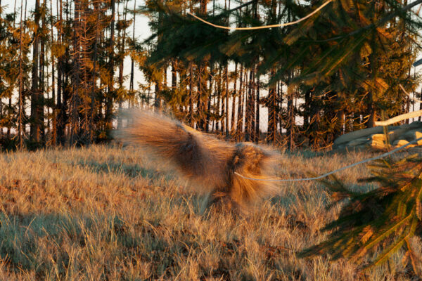 ‘Buenavista’ 2025 | Troika (Conny Freyer, Eva Rucki, Sebastien Noel)